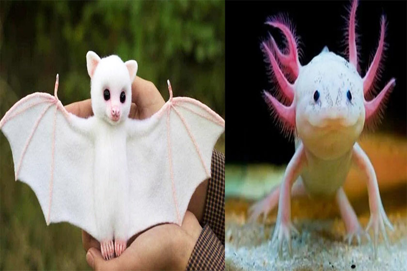 پاورپوینت جانوران عجیب الخلقه