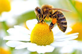 پاورپوینت زنبور عسل